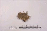 藏品(日鱗蘚)的圖片